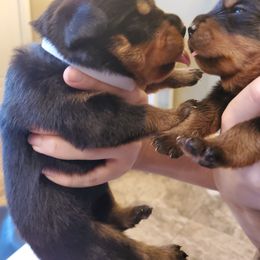 Rottweiler puppies from Rottie Mama
