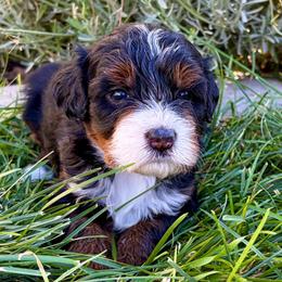 Padme - Tri-color female Bernedoodle puppy in Ogden, Utah from Salty Point Doodles
