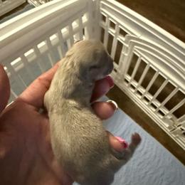 Jupiter - Silver female Chihuahua puppy in Dime Box, Texas from Color Me Crazy Chihuahuas