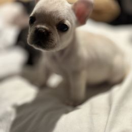 French Bulldog and Labrador Retriever Puppies from Desiree Ortiz's French Bull Dogs and Labrador Retrievers