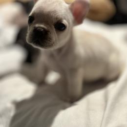 French Bulldog and Labrador Retriever Puppies from Desiree Ortiz's French Bull Dogs and Labrador Retrievers