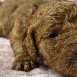 Poodles from Wanda De La Rosa