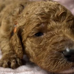 Poodles from Wanda De La Rosa