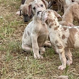 Great Dane Puppies from Reagan’s Danes