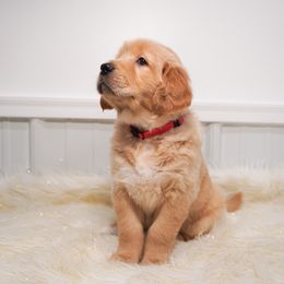 Golden Retriever, Miniature American Shepherd, and Siberian Husky Puppies from HuskiesAndGoldensWithFinesse