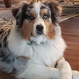 Harley - Australian Shepherd