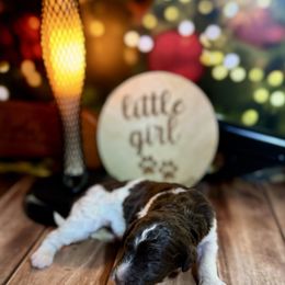 Chocolate Parti female - Chocolate female Labradoodle puppy in Kingston, Georgia from CC Familydoodles