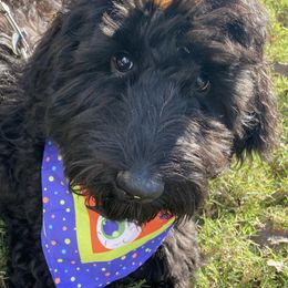 Goldendoodles from Amanda Taylor