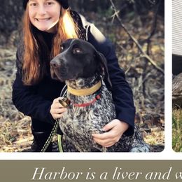 Harbor - German Shorthaired Pointer