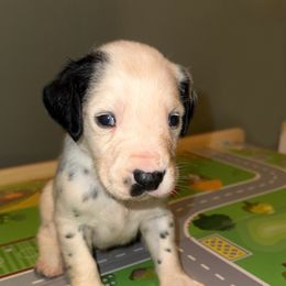 Jingle - White and black male Dalmatian puppy in Bremen, Georgia from Clark’s Dalmatians