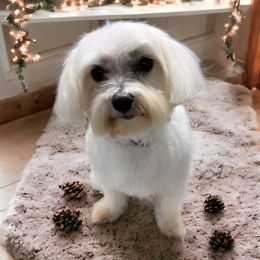 Junior - Maltese
