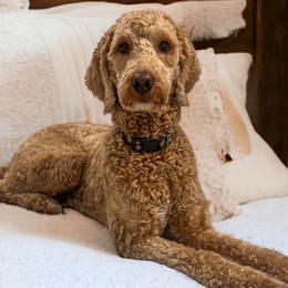 Xena - Goldendoodle