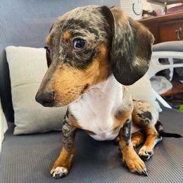 Peter - Dachshund