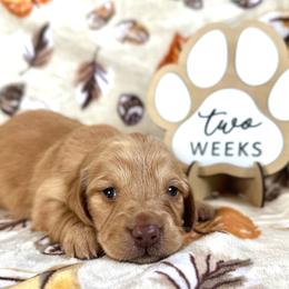 Latte - Red female Dachshund puppy in Dothan, Alabama from Little House Pups