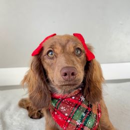 Tipsy - Dachshund