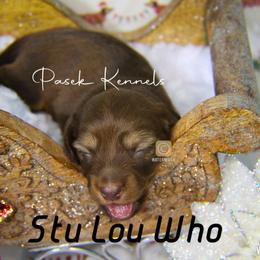 Dachshund Puppies from Pasek Kennels