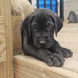 Great Dane Puppies from Phantasm Farms