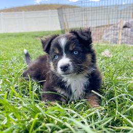 Australian Shepherd, Miniature American Shepherd, Miniature Australian Shepherd, and Toy Australian Shepherd Puppies from Painted Blue Aussies