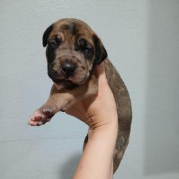 Drax - Merle male Great Dane puppy in Marshall, Michigan from Dream K9