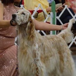 English Setters from Hiddenlane Kennels
