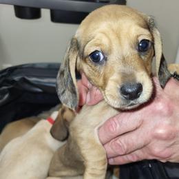 Daisy - Red female Dachshund puppy in Suffolk, Virginia from Mini Love Bugs