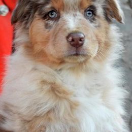 Australian Shepherds from Cannonsnap Farms Australian Shepherds