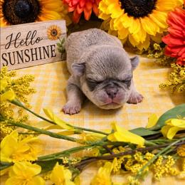 Chinchilla Cream Boy - Cream male Pug puppy in Tulsa, Oklahoma from Locust Creek Pugs & Japanese Chin's