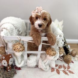 Sneezy - Red  female Goldendoodle puppy in Payson, Utah from The Puppy Nest
