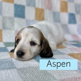 Cream Piebald Longhair - 4000 - Pet Only - CKC - Aspen - Cream male Dachshund puppy in Pauls Valley, Oklahoma from Simply Happy Dachshunds