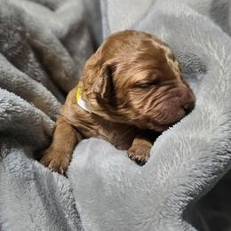 MAPLE - Apricot female Goldendoodle puppy in Harris County, Texas from Cute & Curly Doodles