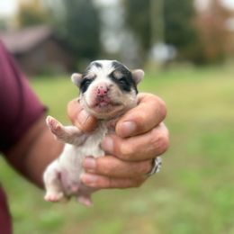 Rudolph - Black & tan tri-color male Morkie puppy in Oakland, Kentucky from Imperial Dogs