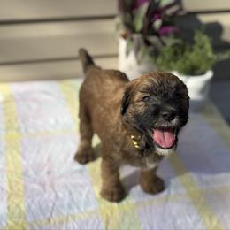 Buttered pecan - Wheaten male Whoodle puppy in Gladewater, Texas from Kalin’s K9s