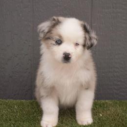 Sneezy - Blue merle male Australian Shepherd puppy in Fallon, Nevada from Double H Australian Shepherds