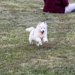 Penelope - Blue Pomsky puppy in Bucyrus, Missouri from Hill Top Pomskies