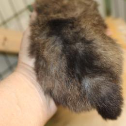 Buster - Orange sable male Pomeranian puppy in Dillon, Montana from Medicine Lodge Poms LLC