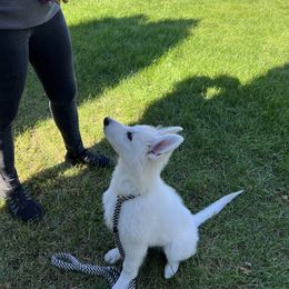 Berger Blanc Suisse Puppies from Nasha Comanda White Swiss Shepherds