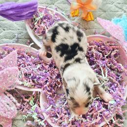 Blue Merle Male - Blue merle male Australian Shepherd puppy in Sioux Falls, Sd Area, South Dakota from Diamond Aussies N the Rough