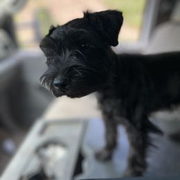 Miniature Schnauzer Puppies from Winona Schnauzers