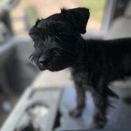 Miniature Schnauzer Puppies from Winona Schnauzers