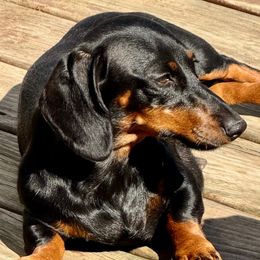 Cleah - Dachshund