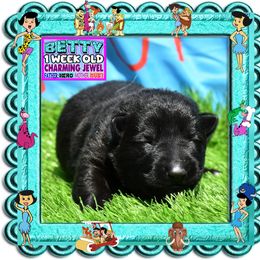 BETTY RUBBLE - Black female German Shepherd puppy in Murrieta, California from Diamond Oaks German Shepherds