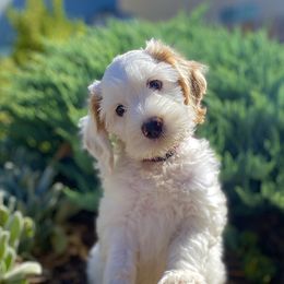 Australian Labradoodles and Labradoodles from Elite Blend Labradoodles