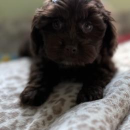 Maltese and Maltipoo Puppies from BeachRidge Pups
