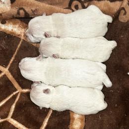 Phillipe - White male West Highland White Terrier puppy in Ridgeway, Virginia from Rivers Bend Westies
