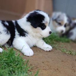 Australian Shepherds from Blissful Aussies