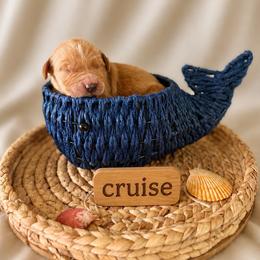 Cruise - Dark golden male Golden Retriever puppy in San Bernardino, California from Thegoldendreams1