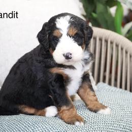Bandit - Tri-color male Bernedoodle puppy in Spencerville, Indiana from Gentle Giant Bernedoodles