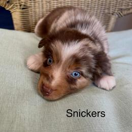 Boy 3 - Red merle male Miniature Australian Shepherd puppy in Roseville, California from Golden State Mini Aussies