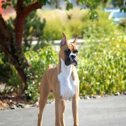 Boxer All Grown Up from Ripn T Boxers