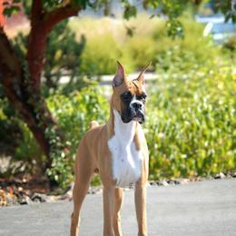 Boxer All Grown Up from Ripn T Boxers